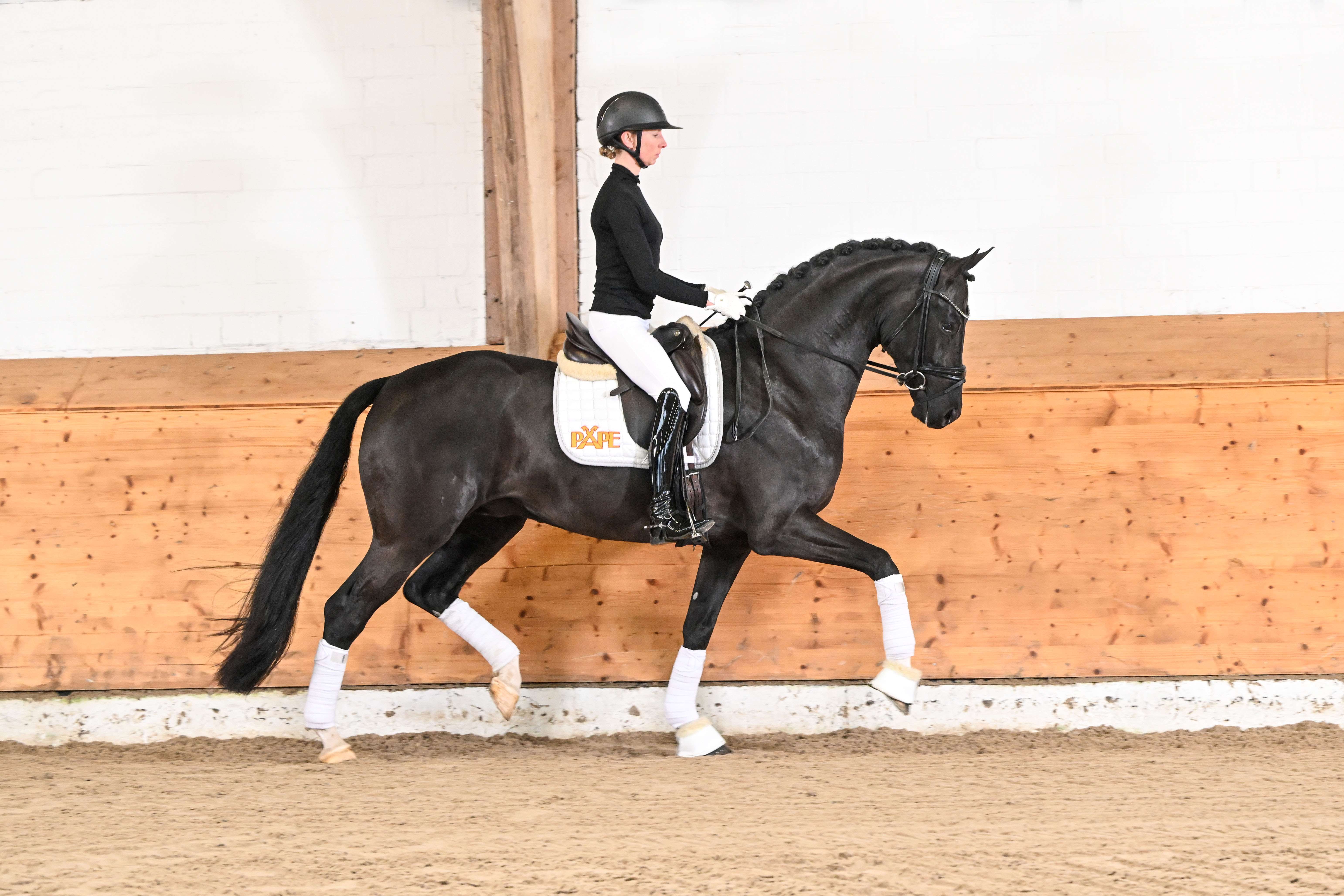 Kruegerrand  Stallion